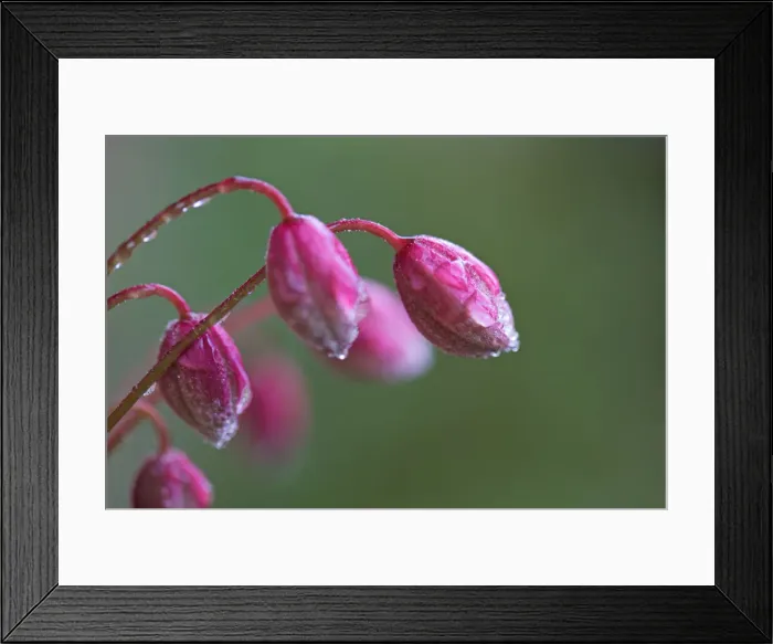 Framed Print : Clematis Montana Buds Close up after rain Framed Print : Clematis Montana Buds Close up after rain