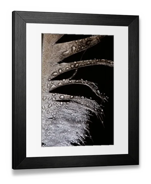 Framed Print : Artistic Peahen Feather Macro Photograph with Water Droplets Framed Print : Artistic Peahen Feather Macro Photograph with Water Droplets