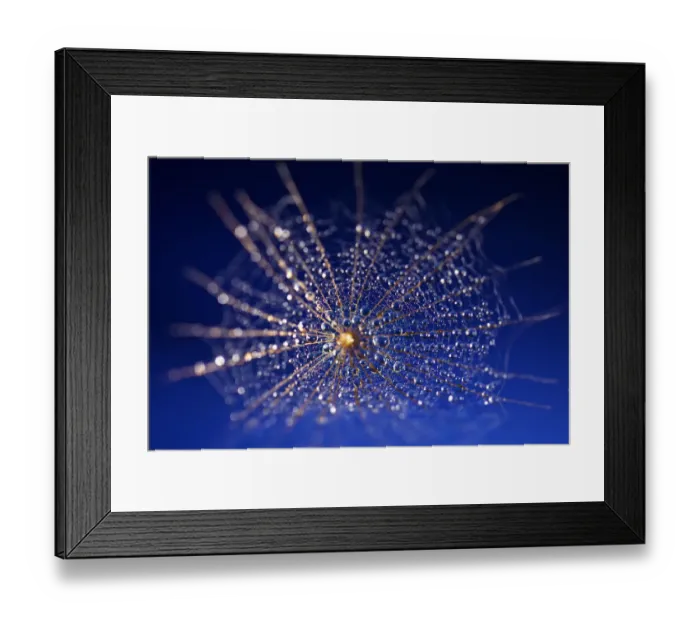 Framed Print : Sunflower Seed Head macro with Water Droplets Framed Print : Sunflower Seed Head macro with Water Droplets