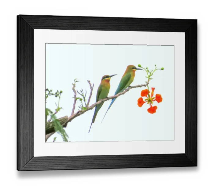 Framed Print : Blue-tailed bee-eaters (Merops philippinus) Framed Print : Blue-tailed bee-eaters (Merops philippinus)