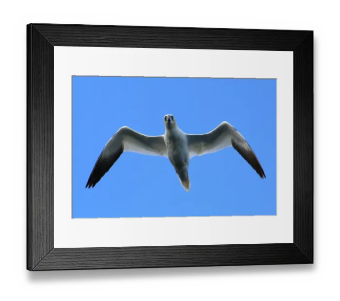 Framed Print : Northern gannet in flight Framed Print : Northern gannet in flight