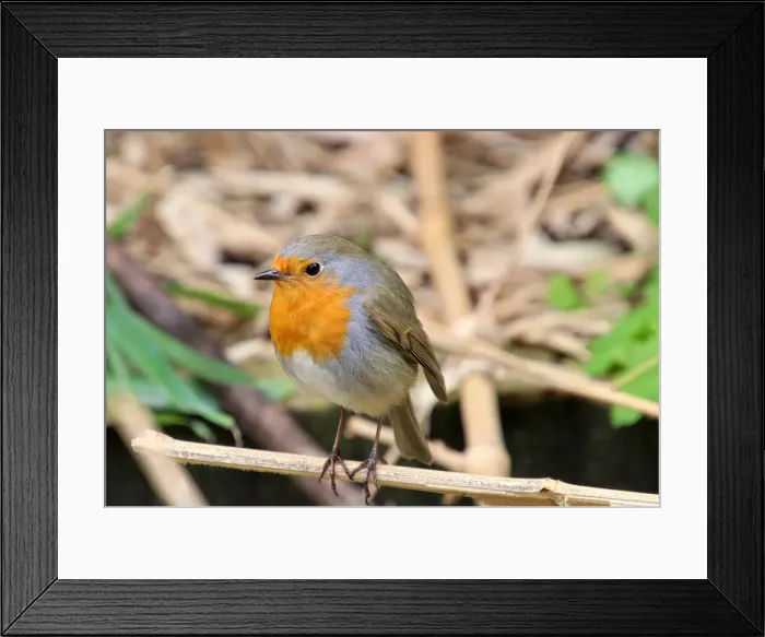 Framed Print : European robin (Erithacus rubecula) Framed Print : European robin (Erithacus rubecula)