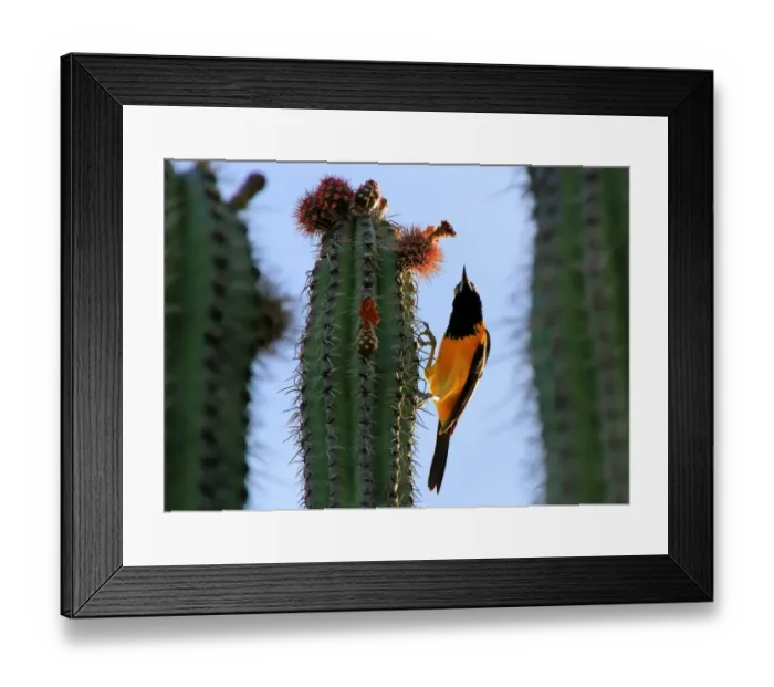 Framed Print : Venezuelan troupial (icterus icterus) on a cactus Framed Print : Venezuelan troupial (icterus icterus) on a cactus