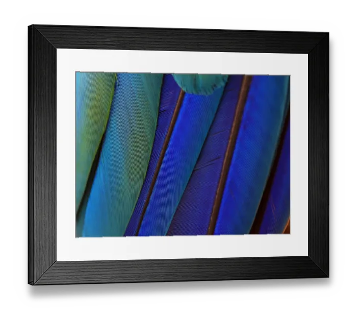 Framed Print : Macro of bird feathers - Blue and Yellow macaw, Ara ararauna Framed Print : Macro of bird feathers - Blue and Yellow macaw, Ara ararauna