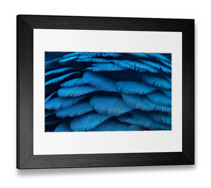 Framed Print : Macro of Teal and Yellow Macaw Feathers Framed Print : Macro of Teal and Yellow Macaw Feathers