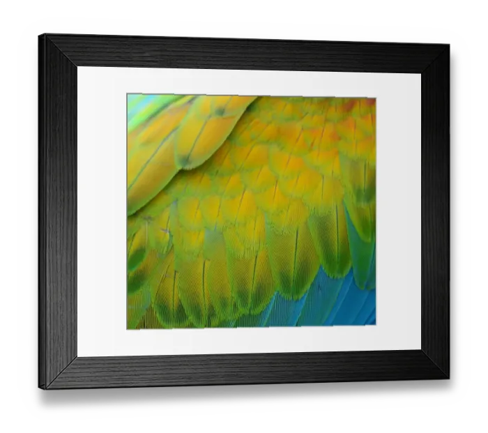Framed Print : Colorful feathers Macaw