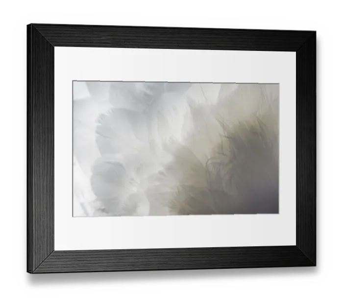 Framed Print : Backlit Feathers and Textures of a Mute Swan in Massapequa Framed Print : Backlit Feathers and Textures of a Mute Swan in Massapequa