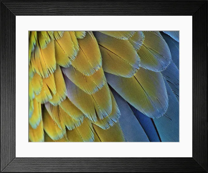 Framed Print : Macro of bird feathers - Blue and Yellow macaw, Ara ararauna Framed Print : Macro of bird feathers - Blue and Yellow macaw, Ara ararauna