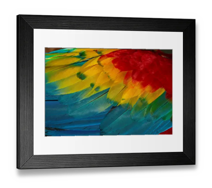 Framed Print : Close Up of Vibrant Coloured Feathers of Green Winged Macaw Framed Print : Close Up of Vibrant Coloured Feathers of Green Winged Macaw