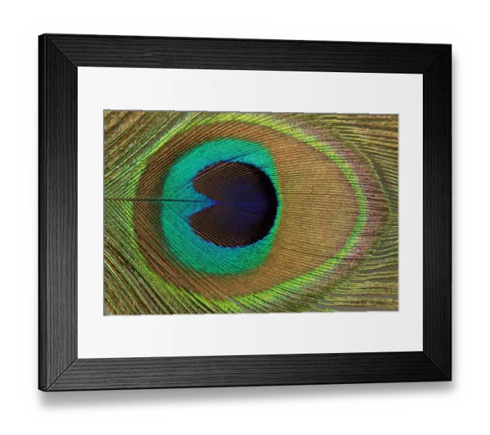 Framed Print : Peacock Feather Close Up Photograph