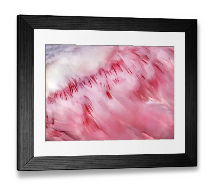 Framed Print : Detail of Pink Roseate Spoonbill Feathers at Fort Myers Beach, Florida Framed Print : Detail of Pink Roseate Spoonbill Feathers at Fort Myers Beach, Florida