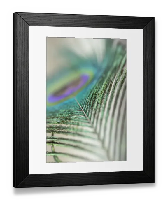 Framed Print : Feathers of a peacock Framed Print : Feathers of a peacock
