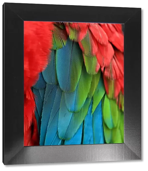 Green-winged macaw feathers
