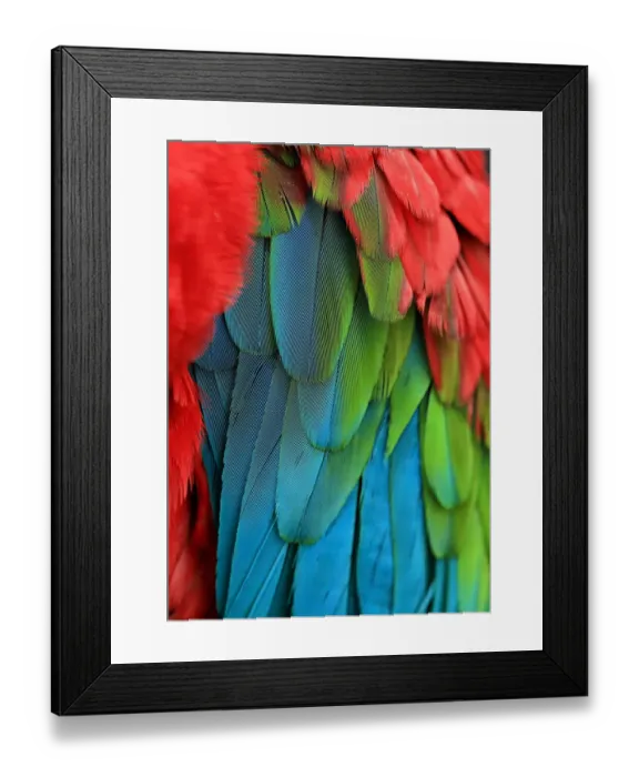 Framed Print : Green-winged macaw feathers Framed Print : Green-winged macaw feathers