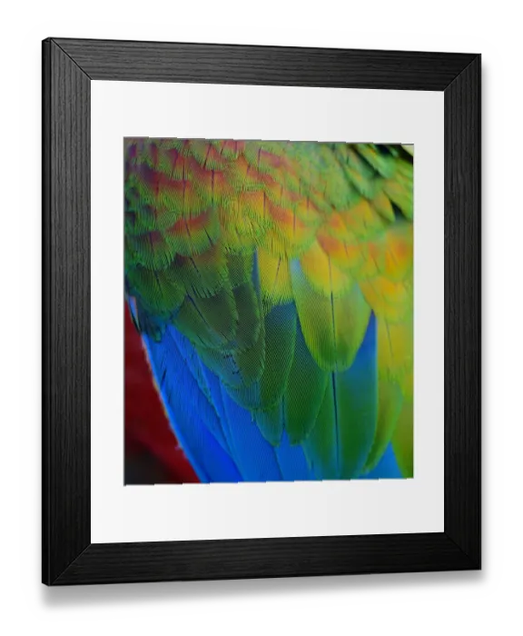 Framed Print : Close up texture of Macaw feathers Framed Print : Close up texture of Macaw feathers