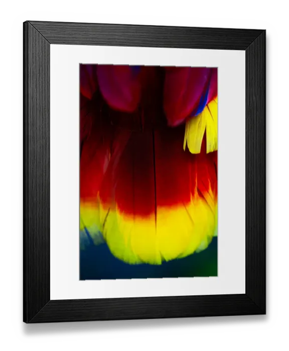 Framed Print : Close up of vibrant coloured feathers of green winged macaw Framed Print : Close up of vibrant coloured feathers of green winged macaw