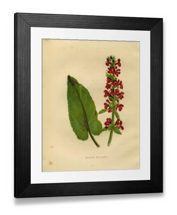 Framed Print : Purple wildflower wood betony Victorian botanical illustration by Anne Pratt Framed Print : Purple wildflower wood betony Victorian botanical illustration by Anne Pratt