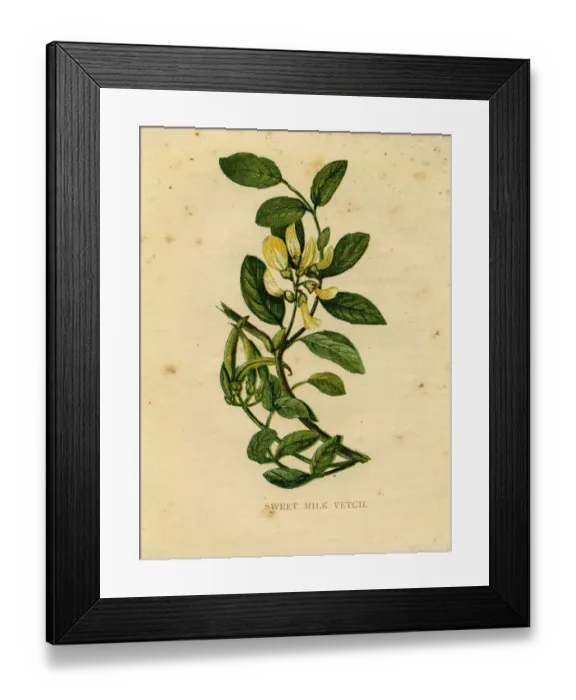 Framed Print : Yellow wildflower sweet milk vetch Victorian botanical illustration by Anne Pratt Framed Print : Yellow wildflower sweet milk vetch Victorian botanical illustration by Anne Pratt