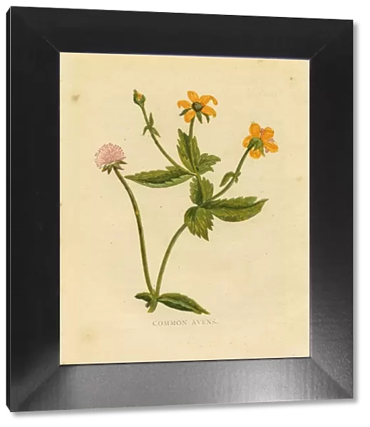 Yellow wildflower common avens Victorian botanical illustration by Anne Pratt