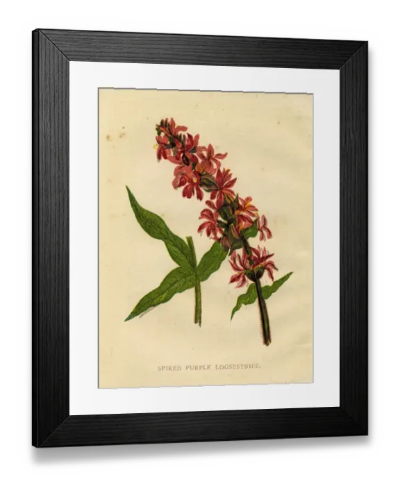 Framed Print : Wildflower spiked purple loosestrife Victorian botanical illustration by Anne Pratt Framed Print : Wildflower spiked purple loosestrife Victorian botanical illustration by Anne Pratt