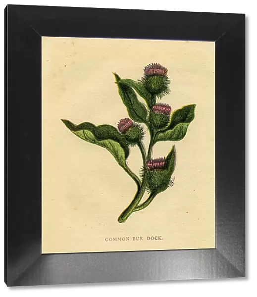 Purple wildflower common burdock Victorian botanical illustration by Anne Pratt