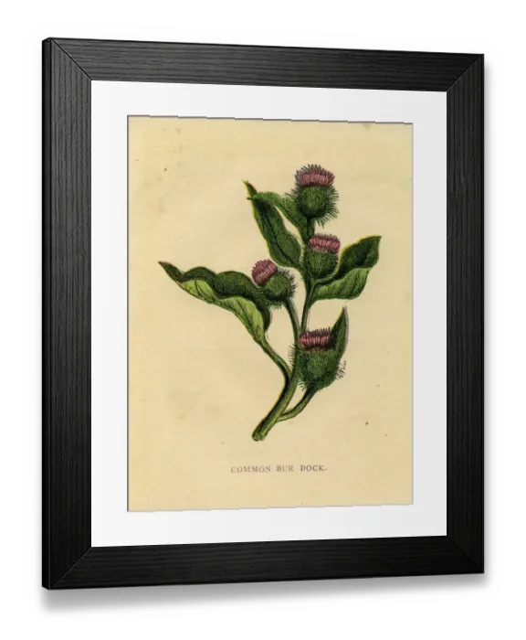 Framed Print : Purple wildflower common burdock Victorian botanical illustration by Anne Pratt Framed Print : Purple wildflower common burdock Victorian botanical illustration by Anne Pratt
