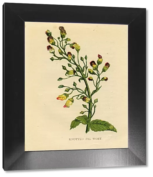 Purple wildflower knotted figwort Victorian botanical illustration by Anne Pratt