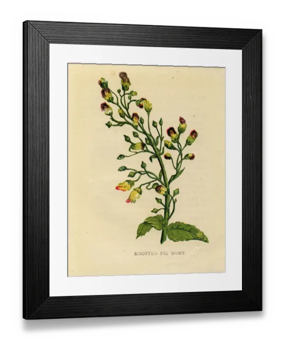 Framed Print : Purple wildflower knotted figwort Victorian botanical illustration by Anne Pratt Framed Print : Purple wildflower knotted figwort Victorian botanical illustration by Anne Pratt
