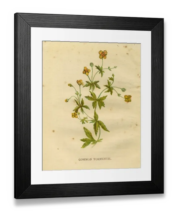 Framed Print : Yellow wildflower common tormentil Victorian botanical illustration by Anne Pratt Framed Print : Yellow wildflower common tormentil Victorian botanical illustration by Anne Pratt