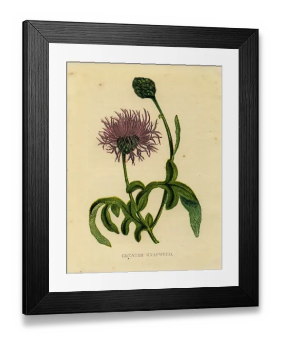 Framed Print : Purple wildflower greater knapweed Victorian botanical illustration by Anne Pratt Framed Print : Purple wildflower greater knapweed Victorian botanical illustration by Anne Pratt