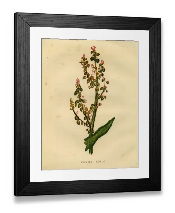 Framed Print : Red purple wildflower common sorrel Victorian botanical illustration by Anne Pratt Framed Print : Red purple wildflower common sorrel Victorian botanical illustration by Anne Pratt