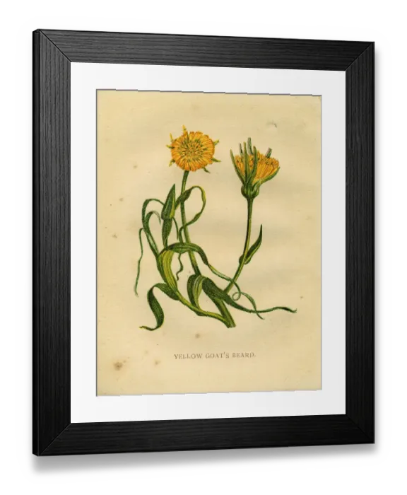 Framed Print : Yellow wildflower yellow goatsbeard Victorian botanical illustration by Anne Pratt