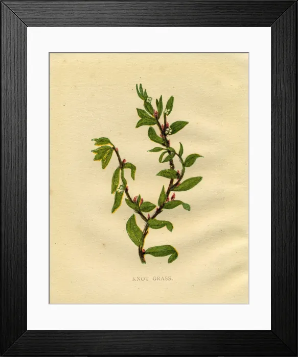 Framed Print : Knot grass red wildflower Victorian botanical illustration by Anne Pratt Framed Print : Knot grass red wildflower Victorian botanical illustration by Anne Pratt