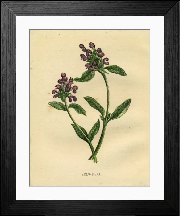 Framed Print : Purple self-heal wildflower Victorian botanical illustration by Anne Pratt Framed Print : Purple self-heal wildflower Victorian botanical illustration by Anne Pratt