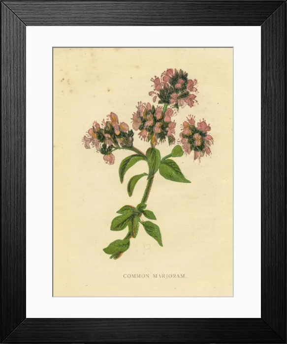 Framed Print : Pink common marjoram wildflower Victorian botanical illustration by Anne Pratt Framed Print : Pink common marjoram wildflower Victorian botanical illustration by Anne Pratt