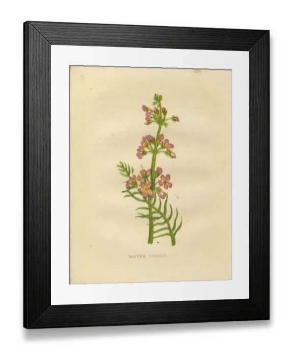 Framed Print : Pink water violet wildflower Victorian botanical print by Anne Pratt Framed Print : Pink water violet wildflower Victorian botanical print by Anne Pratt