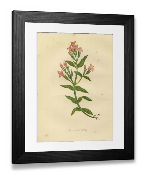 Framed Print : Pink field gentian wildflower Victorian botanical illustration by Anne Pratt Framed Print : Pink field gentian wildflower Victorian botanical illustration by Anne Pratt