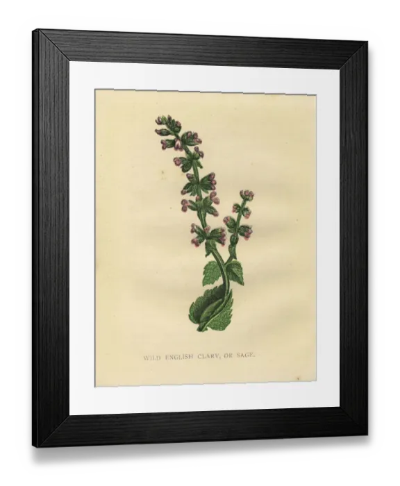 Framed Print : Purple pink sage wildflower Victorian botanical illustration by Anne Pratt Framed Print : Purple pink sage wildflower Victorian botanical illustration by Anne Pratt