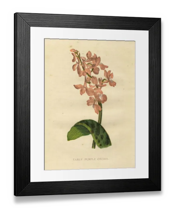 Framed Print : Pink early purple orchid wildflower Victorian botanical illustration by Anne Pratt Framed Print : Pink early purple orchid wildflower Victorian botanical illustration by Anne Pratt