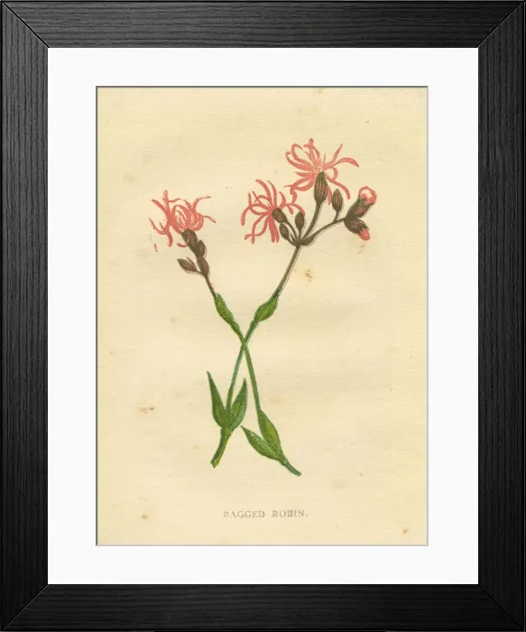 Framed Print : Pink red ragged robin wildflower Victorian botanical illustration by Anne Pratt