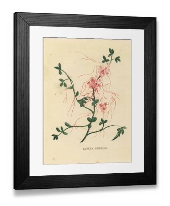 Framed Print : Red pink lesser dodder wildflower Victorian botanical illustration by Anne Pratt Framed Print : Red pink lesser dodder wildflower Victorian botanical illustration by Anne Pratt