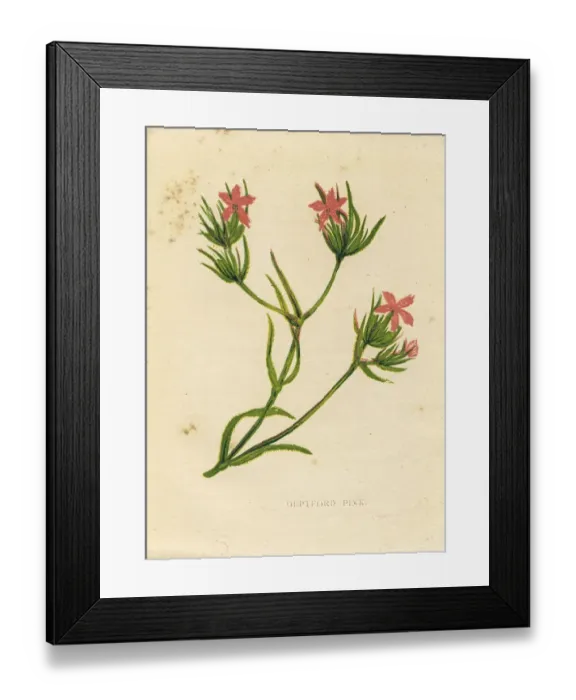Framed Print : Pink Deptford pink Dianthus armeria wildflower Victorian botanical print by Anne Pratt Framed Print : Pink Deptford pink Dianthus armeria wildflower Victorian botanical print by Anne Pratt