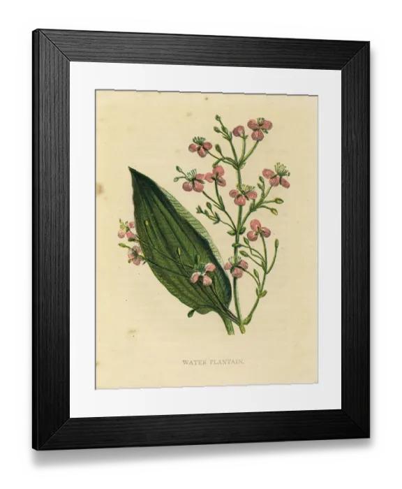 Framed Print : Pink water plantain wildflower Victorian botanical illustration by Anne Pratt Framed Print : Pink water plantain wildflower Victorian botanical illustration by Anne Pratt