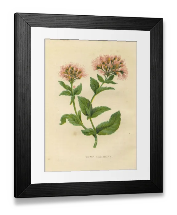 Framed Print : Pink hemp agrimony wildflower Victorian botanical illustration by Anne Pratt
