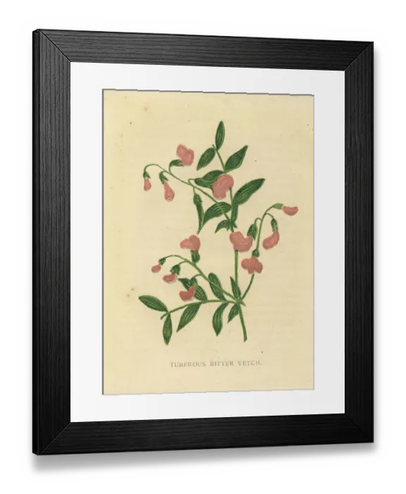 Framed Print : Pink tuberous bitter vetch wildflower Victorian botanical illustration by Anne Pratt Framed Print : Pink tuberous bitter vetch wildflower Victorian botanical illustration by Anne Pratt