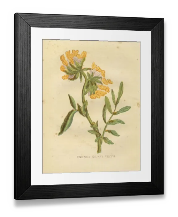 Framed Print : Yellow wild flower kidney vetch Victorian botanical print by Anne Pratt Framed Print : Yellow wild flower kidney vetch Victorian botanical print by Anne Pratt