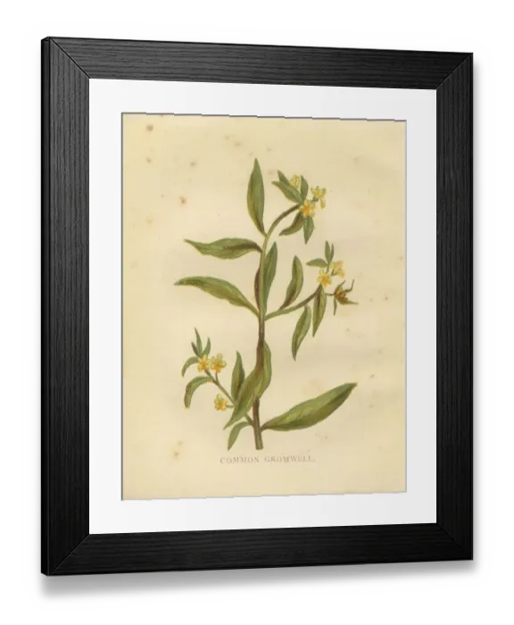 Framed Print : Yellow wild flower common gromwell Victorian botanical print by Anne Pratt Framed Print : Yellow wild flower common gromwell Victorian botanical print by Anne Pratt