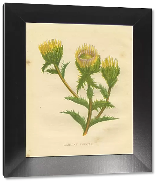 Yellow wild flower carline thistle Victorian botanical print by Anne Pratt