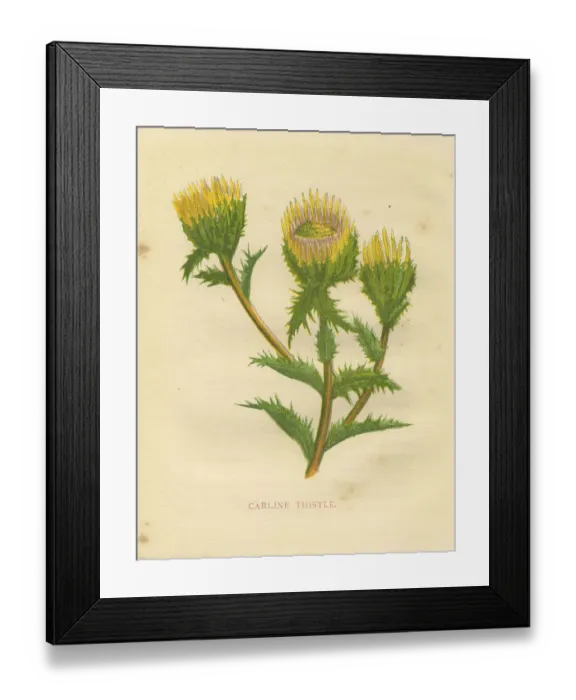 Framed Print : Yellow wild flower carline thistle Victorian botanical print by Anne Pratt Framed Print : Yellow wild flower carline thistle Victorian botanical print by Anne Pratt