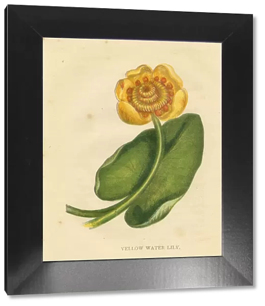 Yellow water lily Victorian botanical print by Anne Pratt